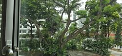 Cairnhill Plaza (D9), Apartment #623135141